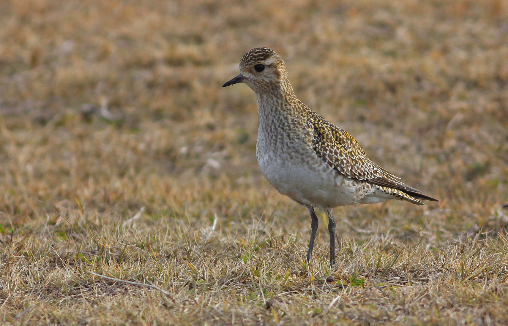 European Golden-Plover — Ana fotoğraf